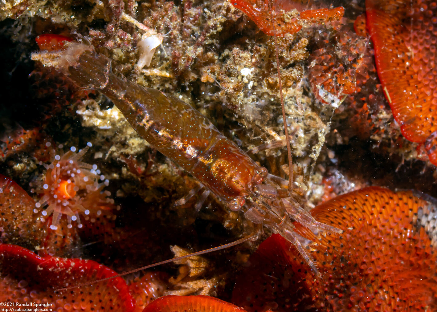 Heptacarpus palpator (Intertidal Coastal Shrimp)