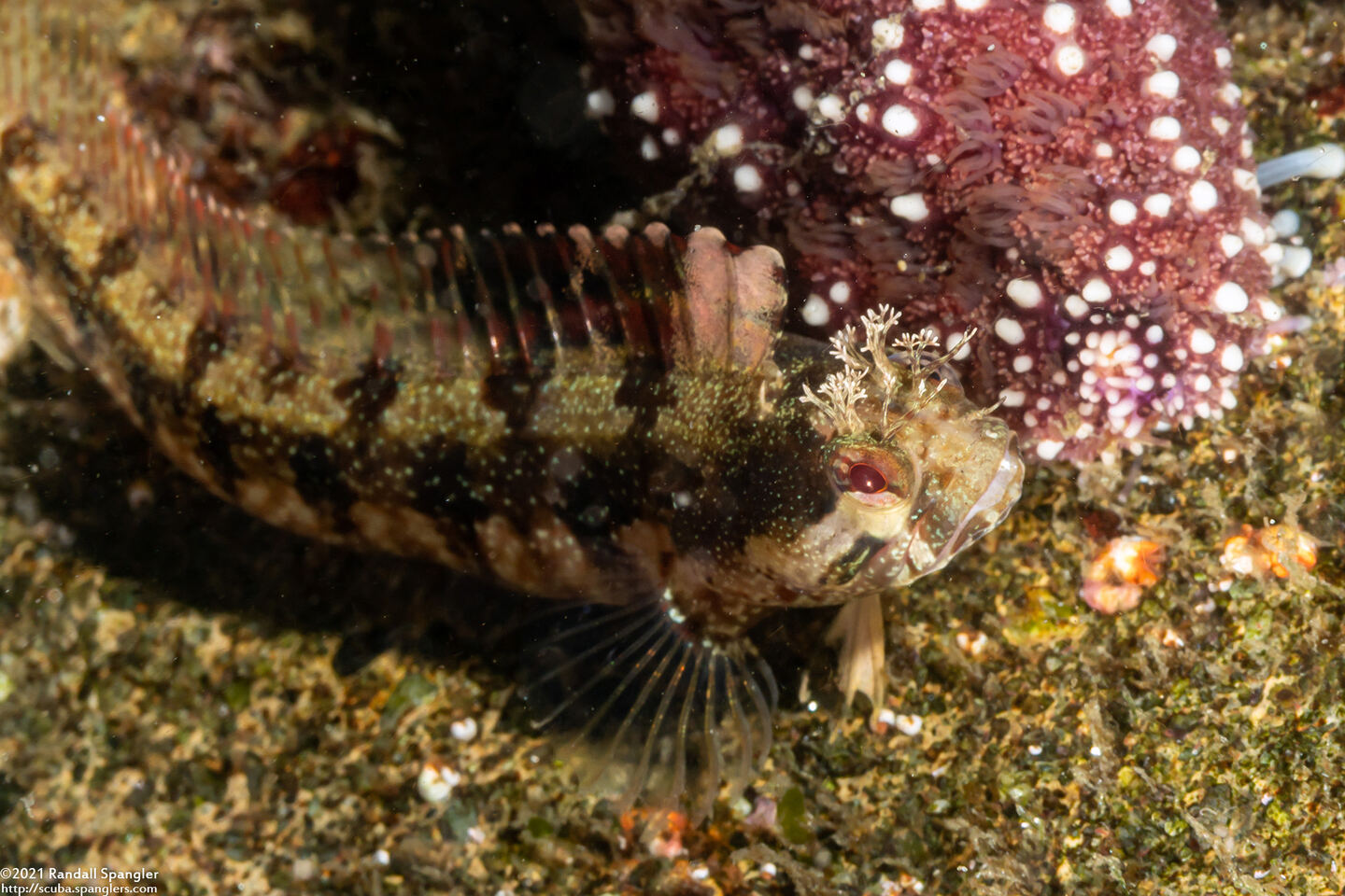 Neoclinus stephensae (Yellowfin Fringehead)