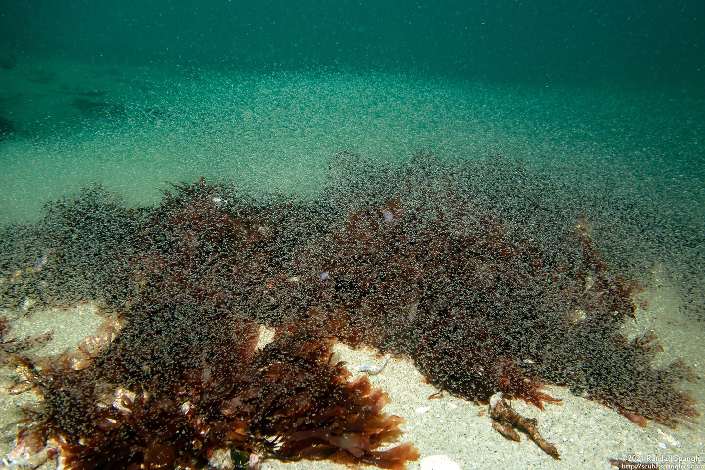 Order Mysida (Mysids)