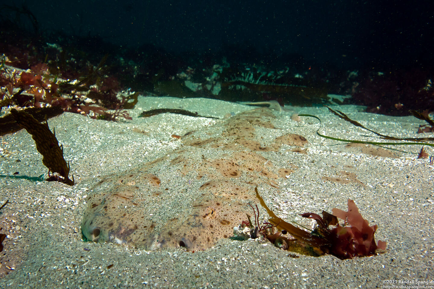 Squatina californica (Angel Shark)