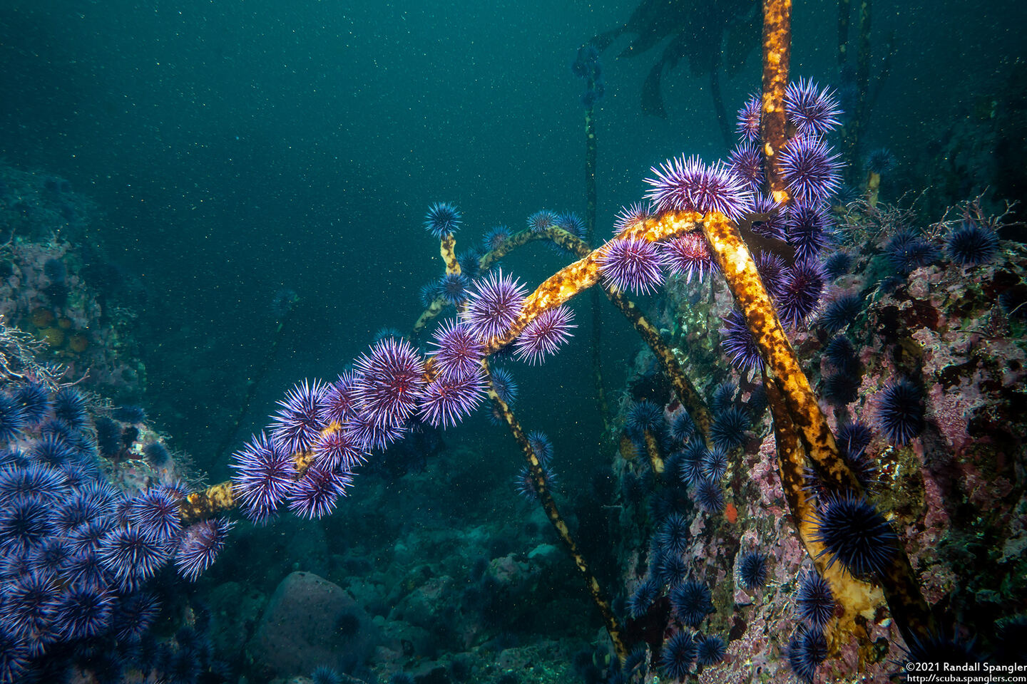 Strongylocentrotus purpuratus (Purple Sea Urchin)