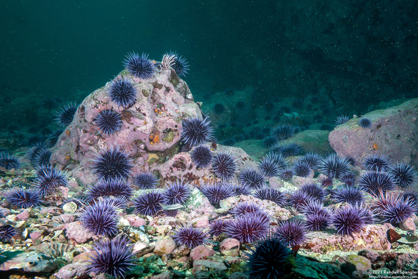 Strongylocentrotus purpuratus (Purple Sea Urchin)