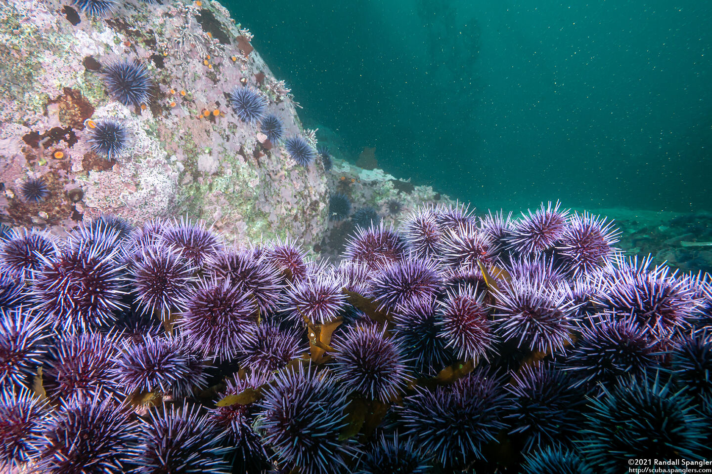 Strongylocentrotus purpuratus (Purple Sea Urchin)