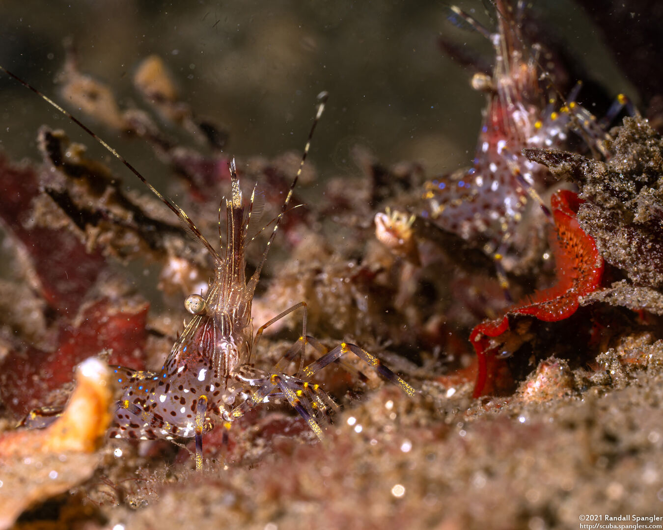 Pandalus danae (Dock Shrimp)