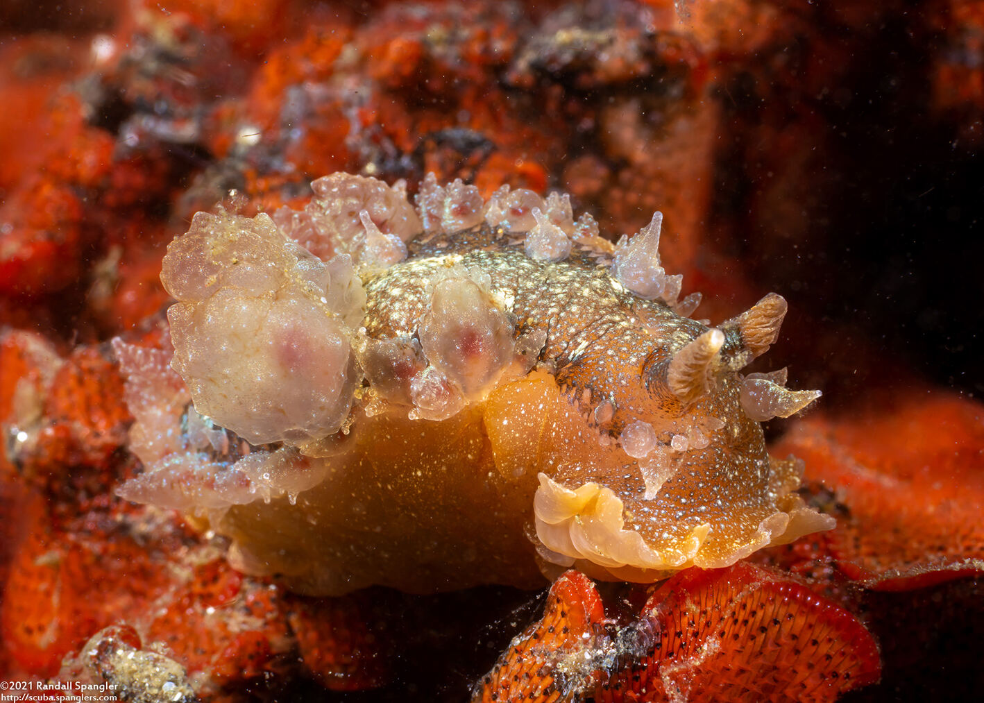 Dirona picta (Colorful Dirona)