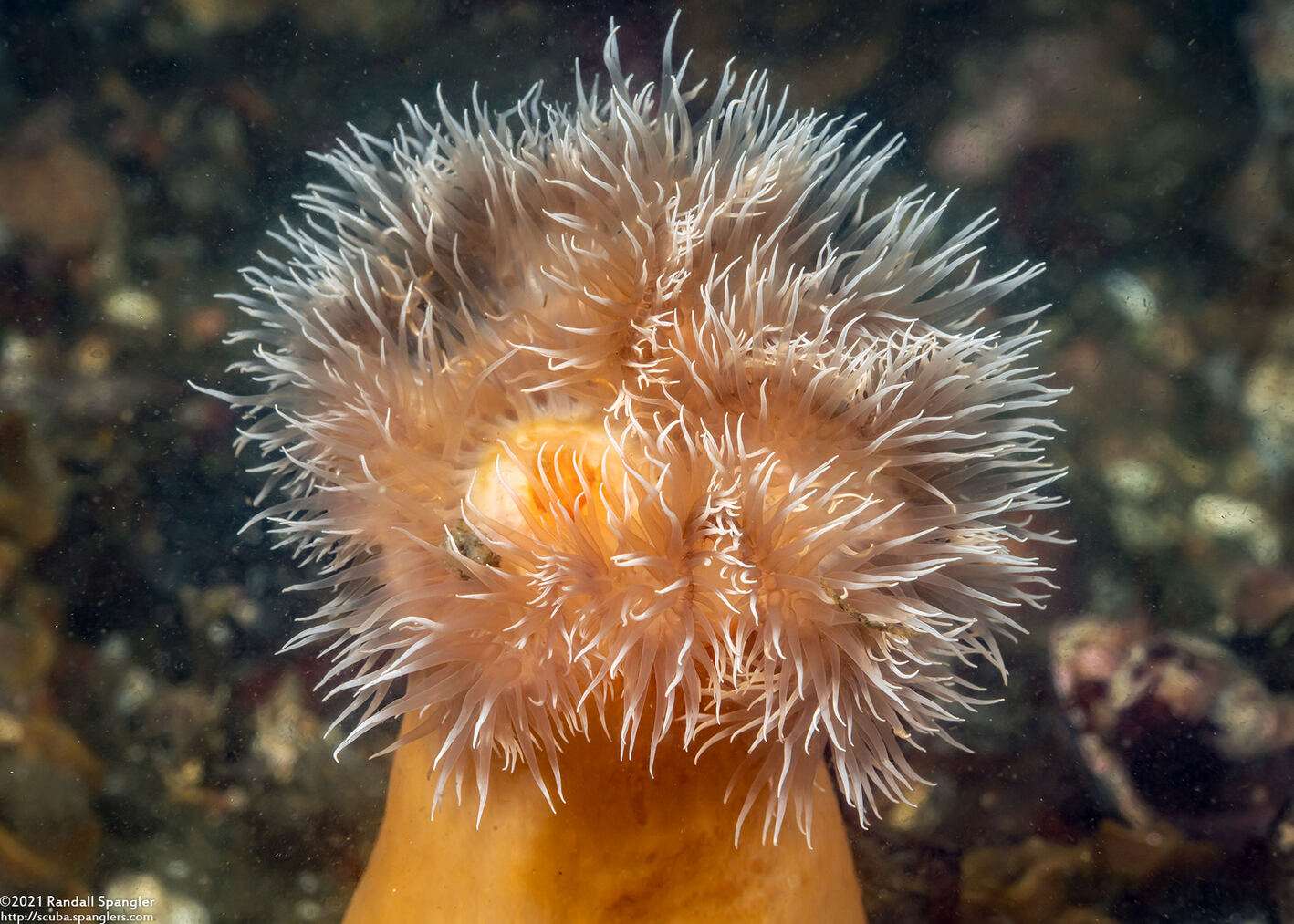 Metridium senile (Plumose Anemone)