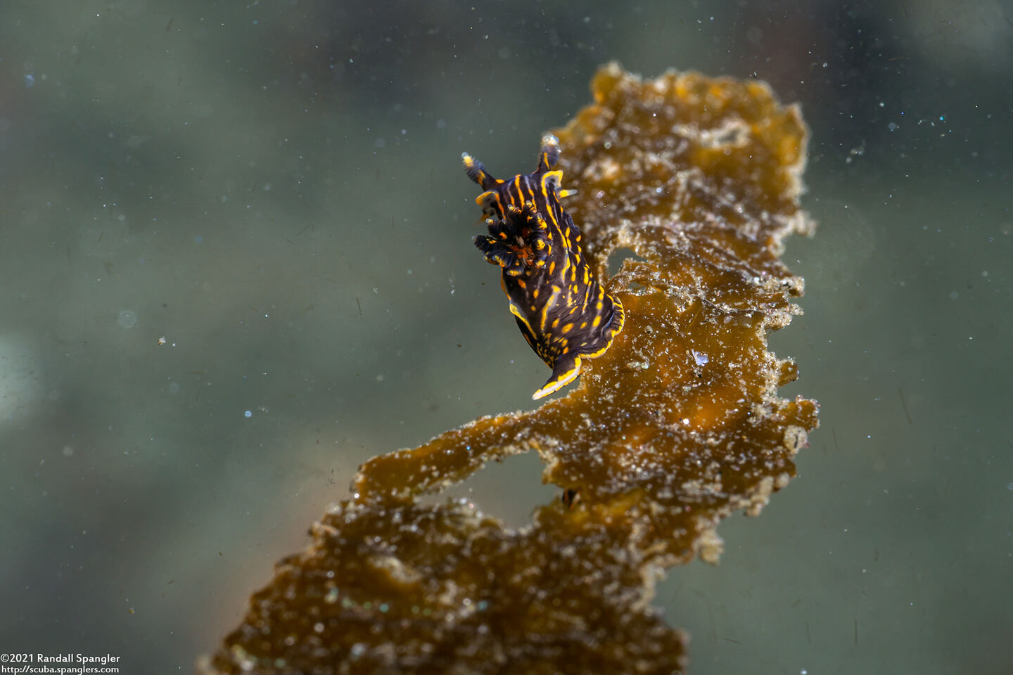 Polycera atra (Black Dorid)