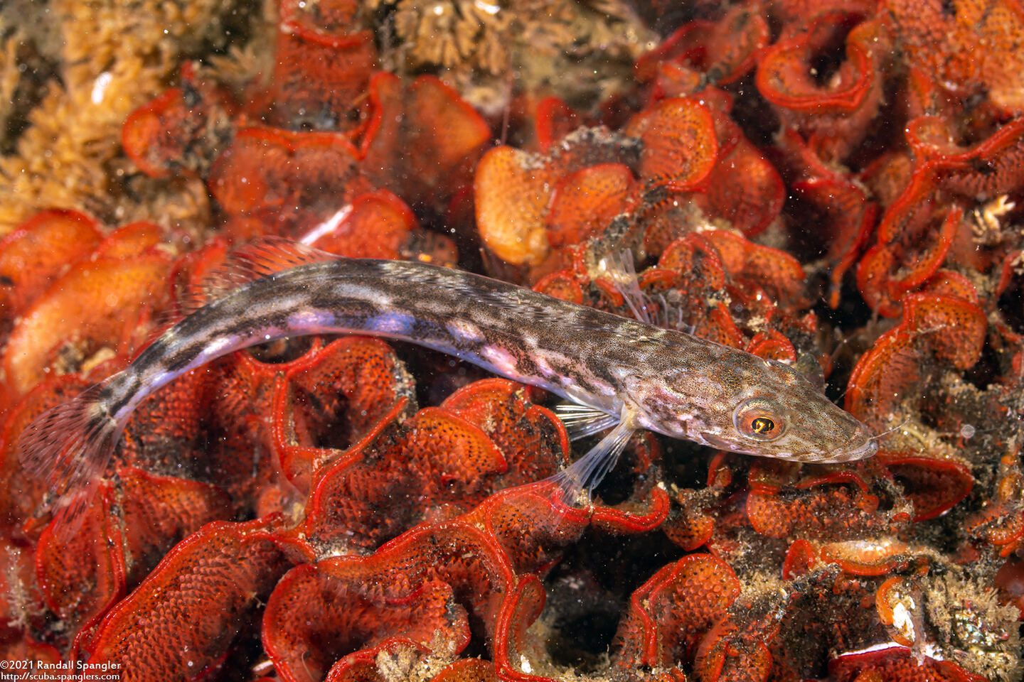 Ophiodon elongatus (Lingcod)