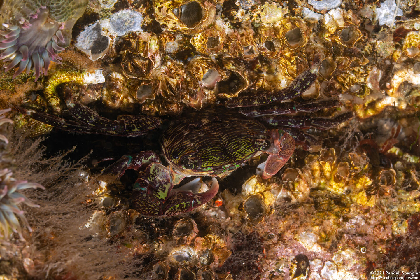 Pachygrapsus crassipes (Lined Shore Crab)