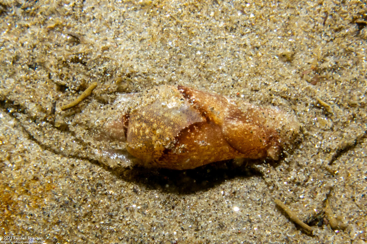 Haminoea vesicula (White Bubble Snail)