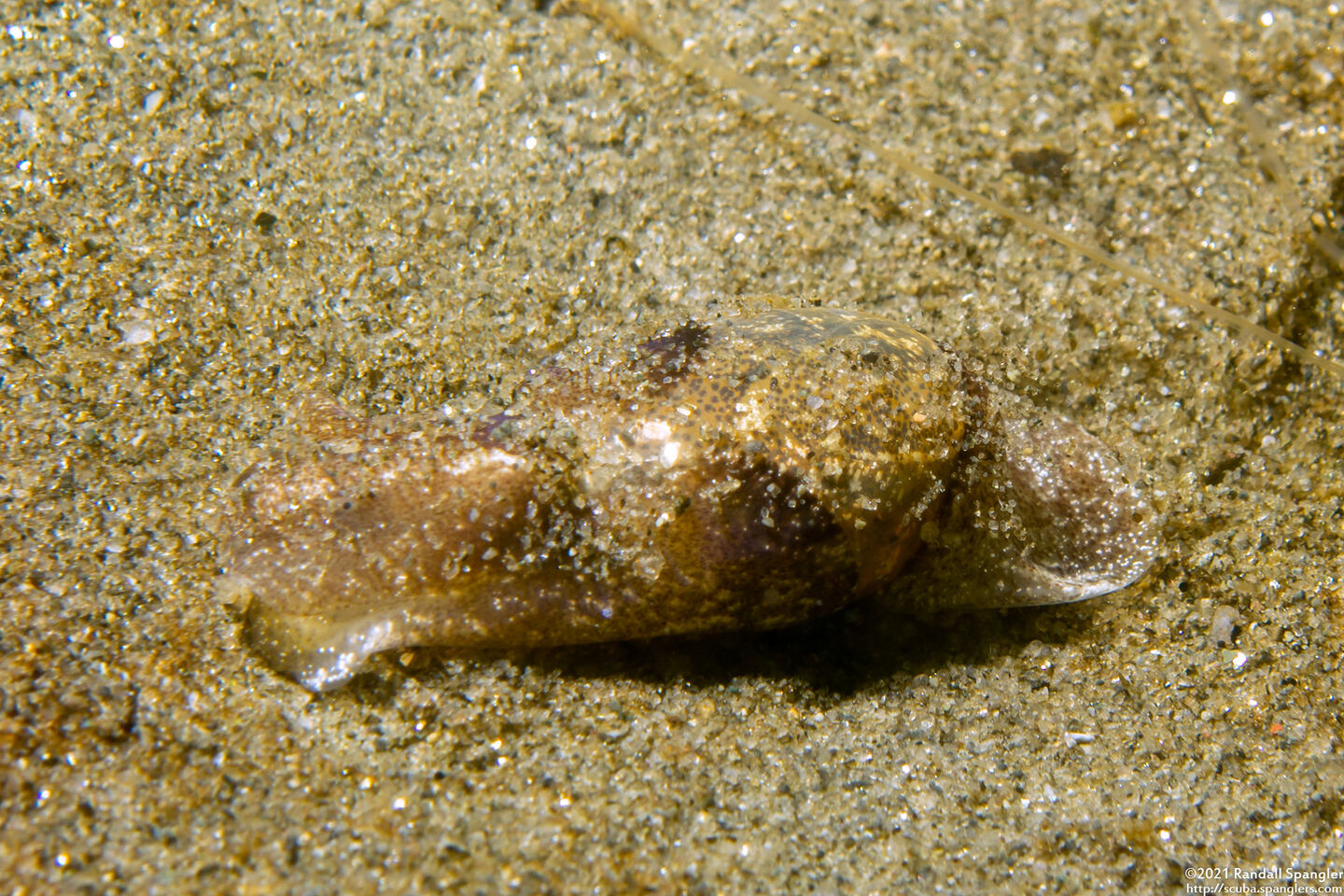 Haminoea vesicula (White Bubble Snail)