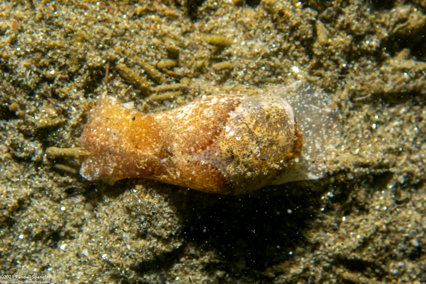 Haminoea vesicula (White Bubble Snail)