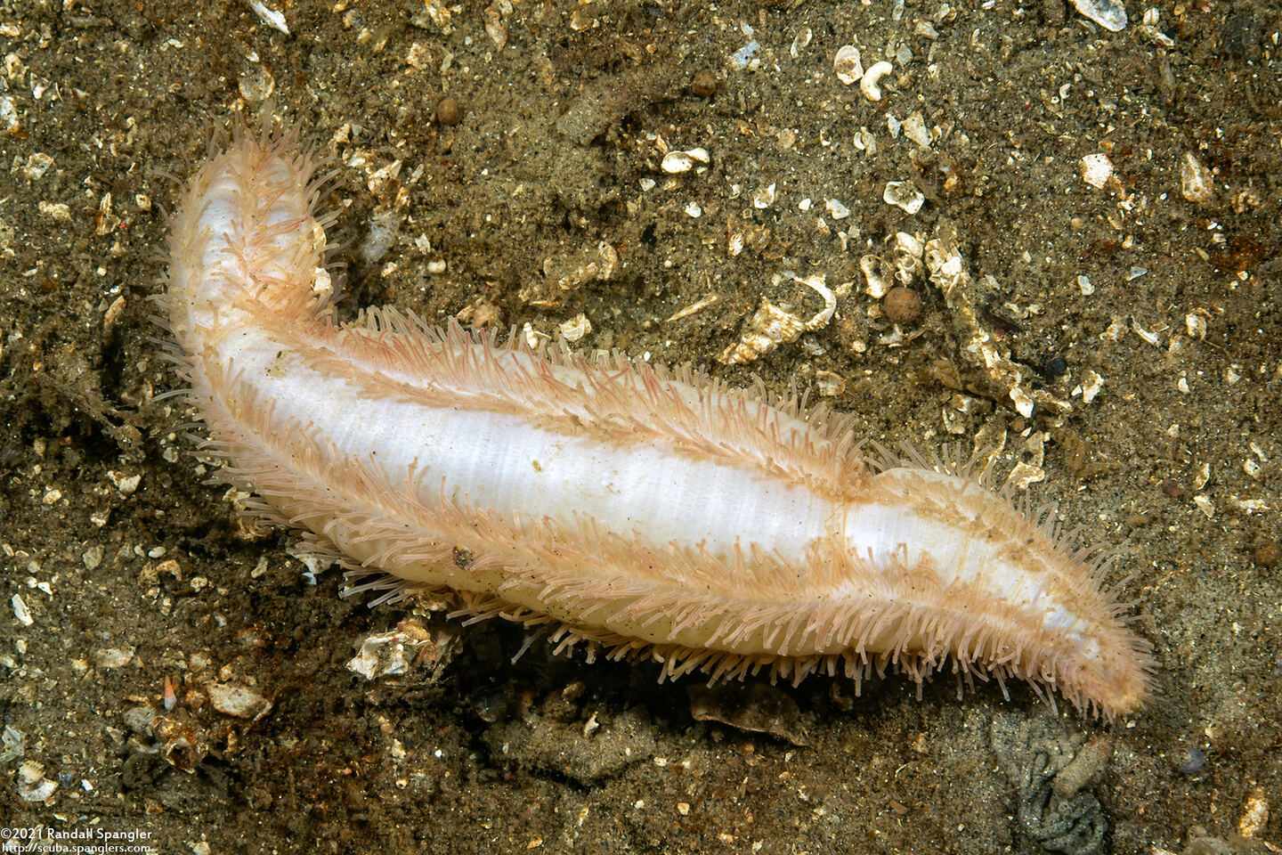 Labidodemas sp.1 (Labidodemas sp.1)