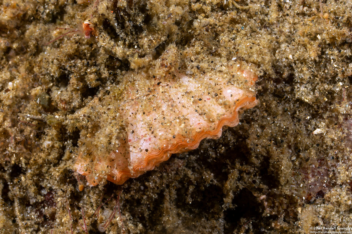 Terebratalia transversa (Common Lampshell)