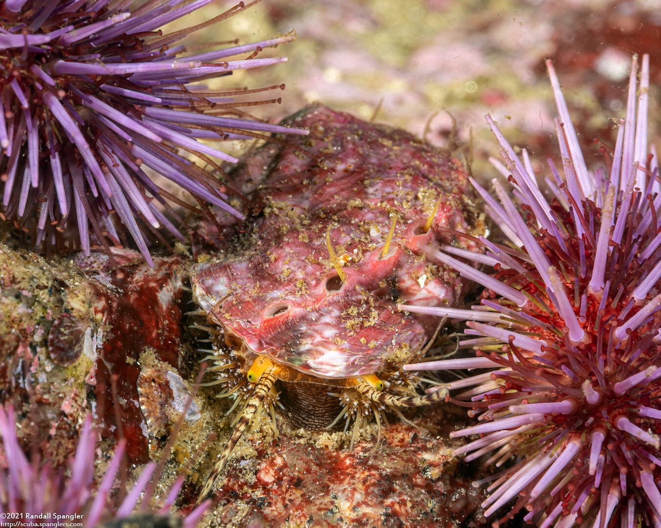 Haliotis kamtschatkana (Pinto Abalone)