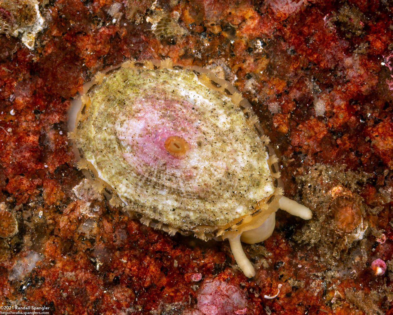 Diodora aspera (Keyhole Limpet)