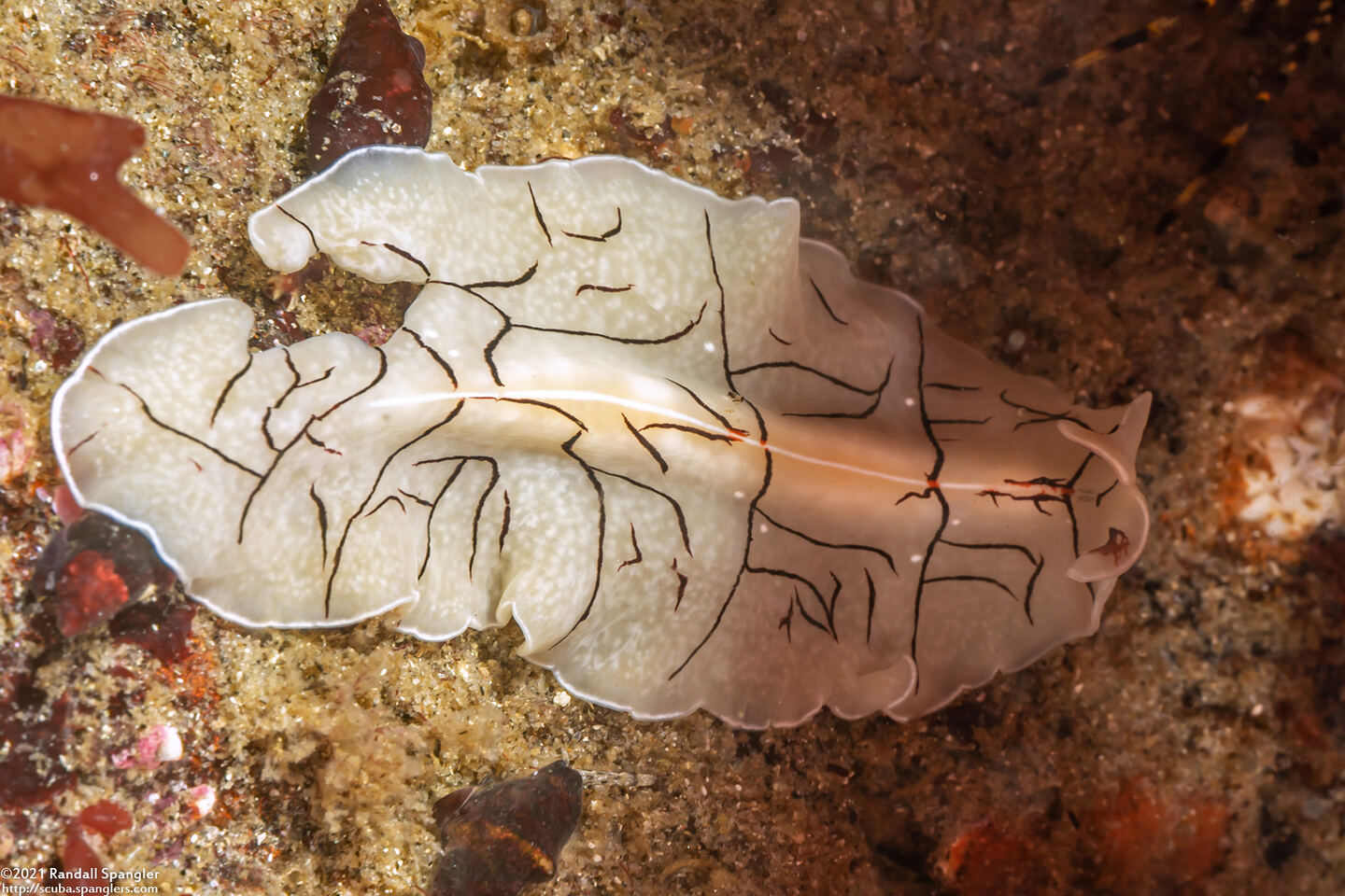 Eurylepta californica (Montgomery's Flatworm); Missing a chunk