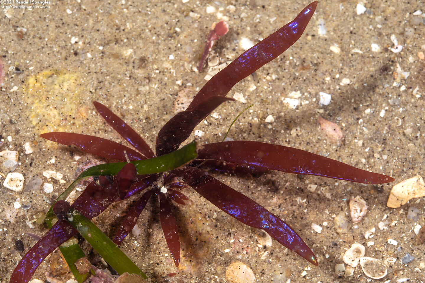 Palmaria hecatensis (Stiff Red Ribbon)