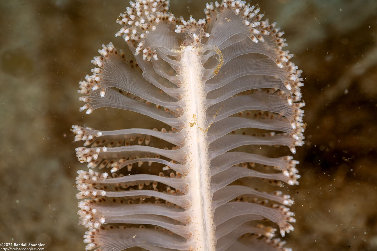 Virgularia sp.4 (Virgularia sp.4)