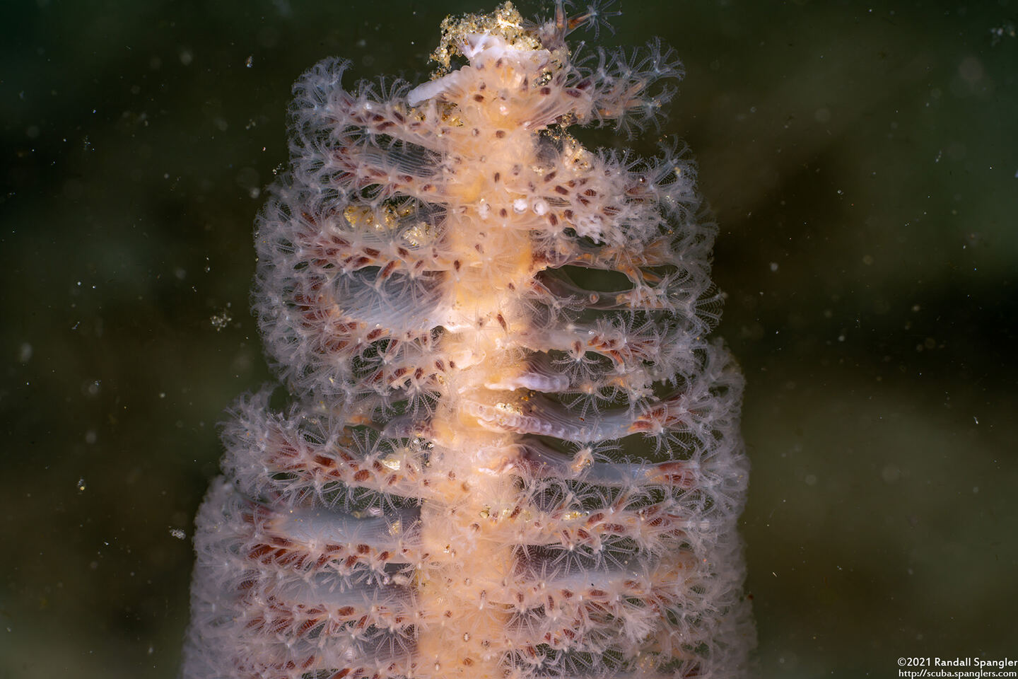 Stylatula elongata (White Sea Pen)