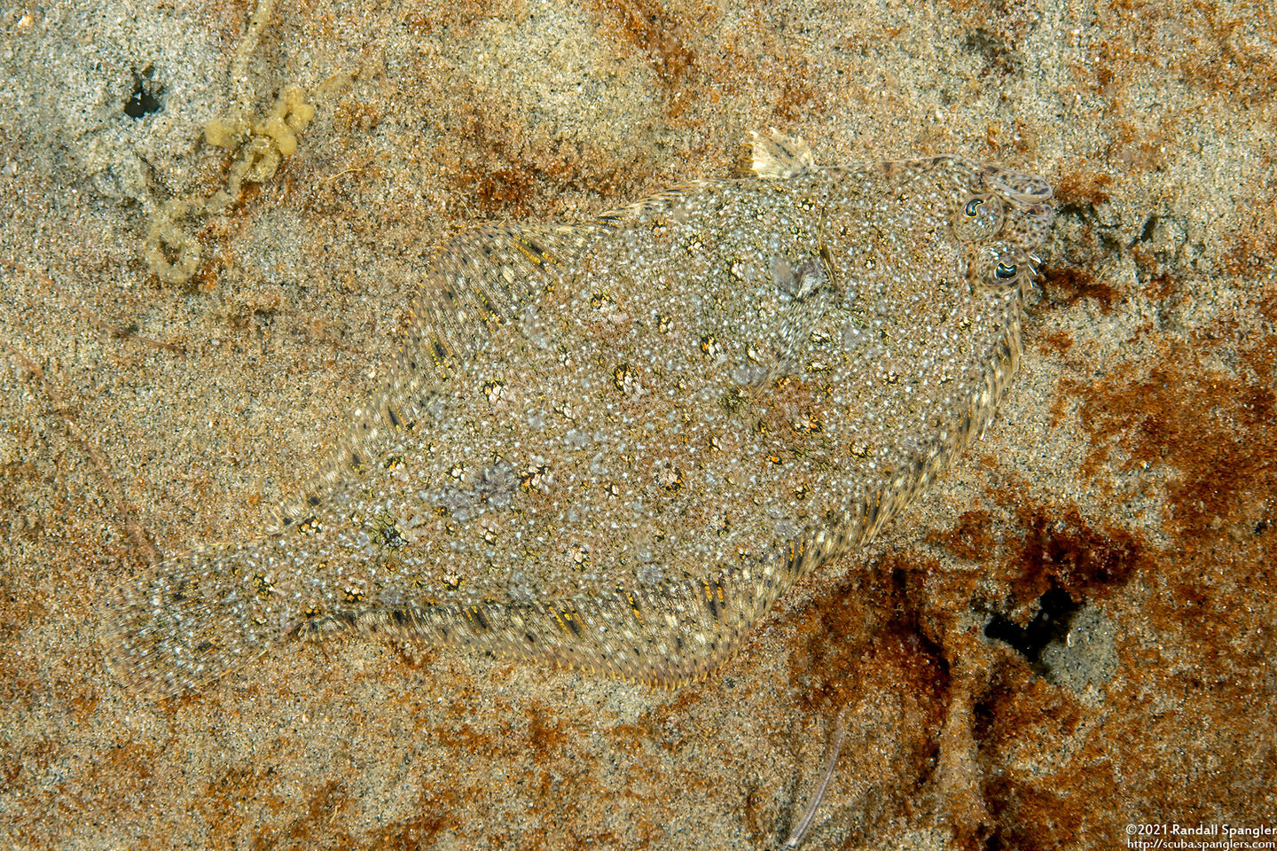 Citharichthys stigmaeus (Speckled Sanddab)