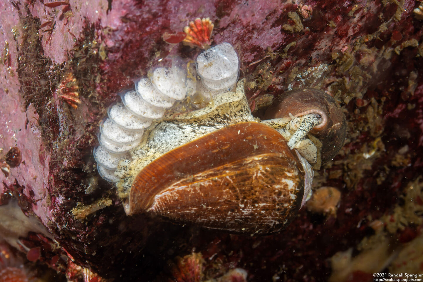 Californiconus californicus (California Cone Snail)