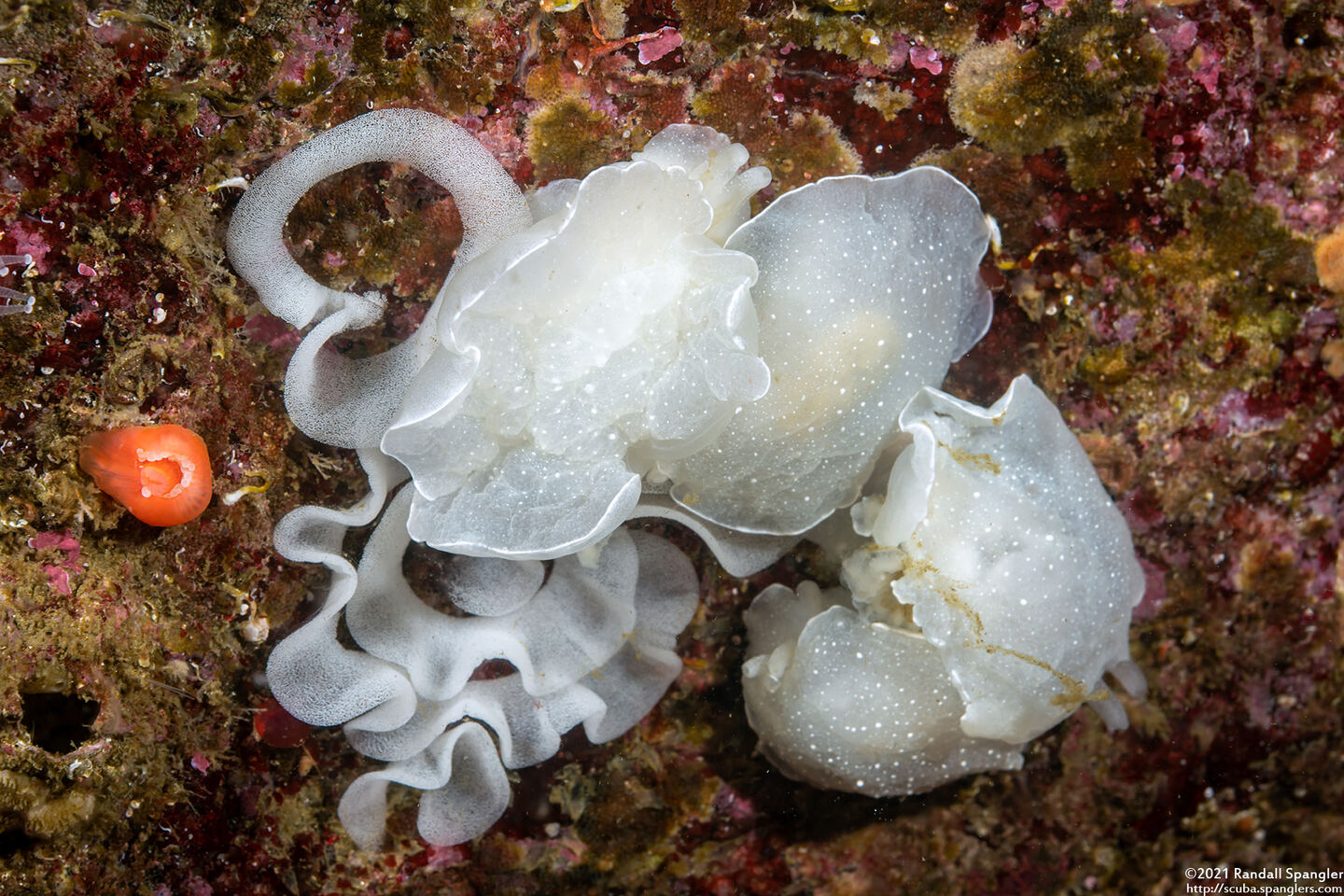 Berthella chacei (White Berthella)