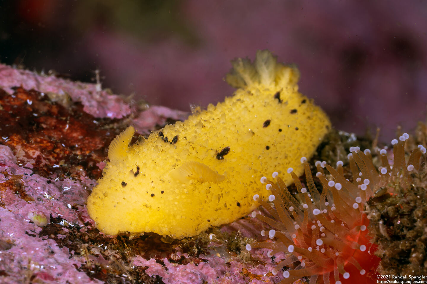 Doris montereyensis (Monterey Dorid)