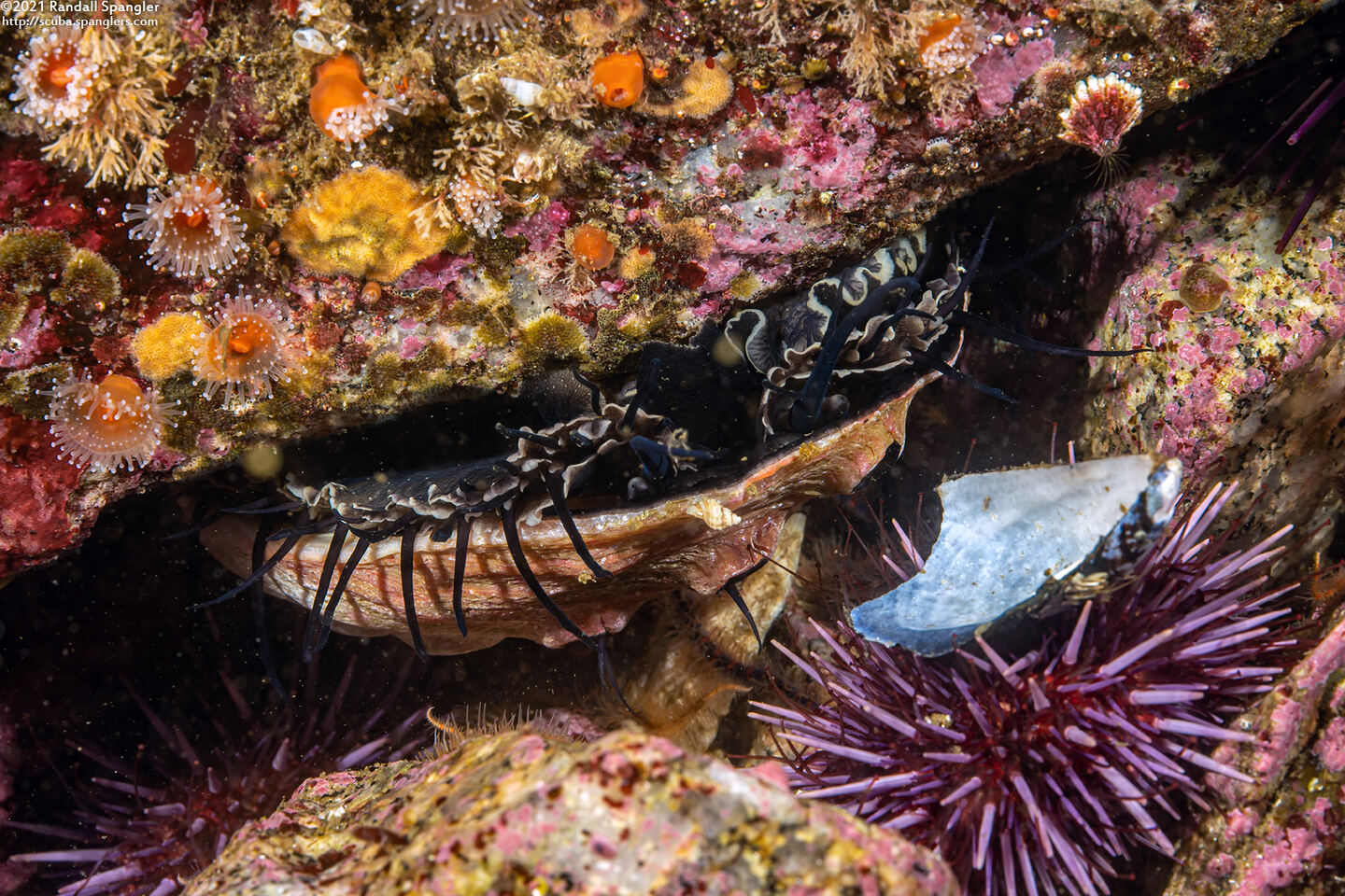 Haliotis rufescens (Red Abalone)