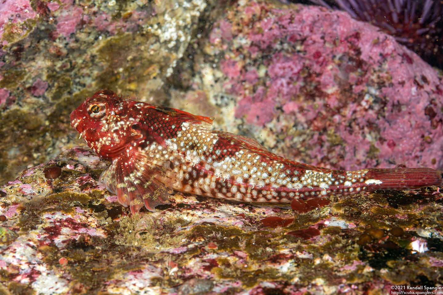 Orthonopias triacis (Snubnose Sculpin)