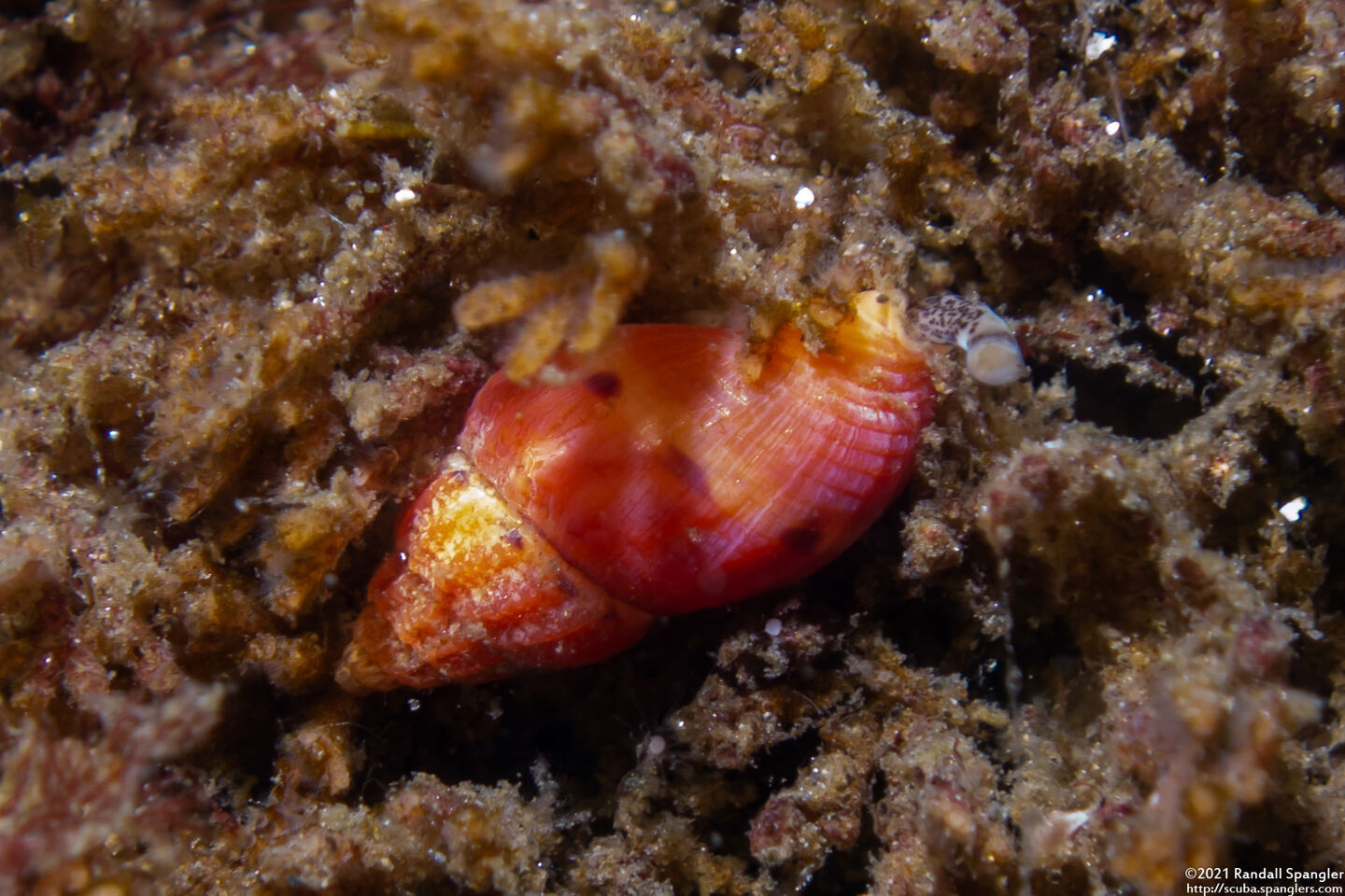 Amphissa versicolor (Variegate Amphissa)