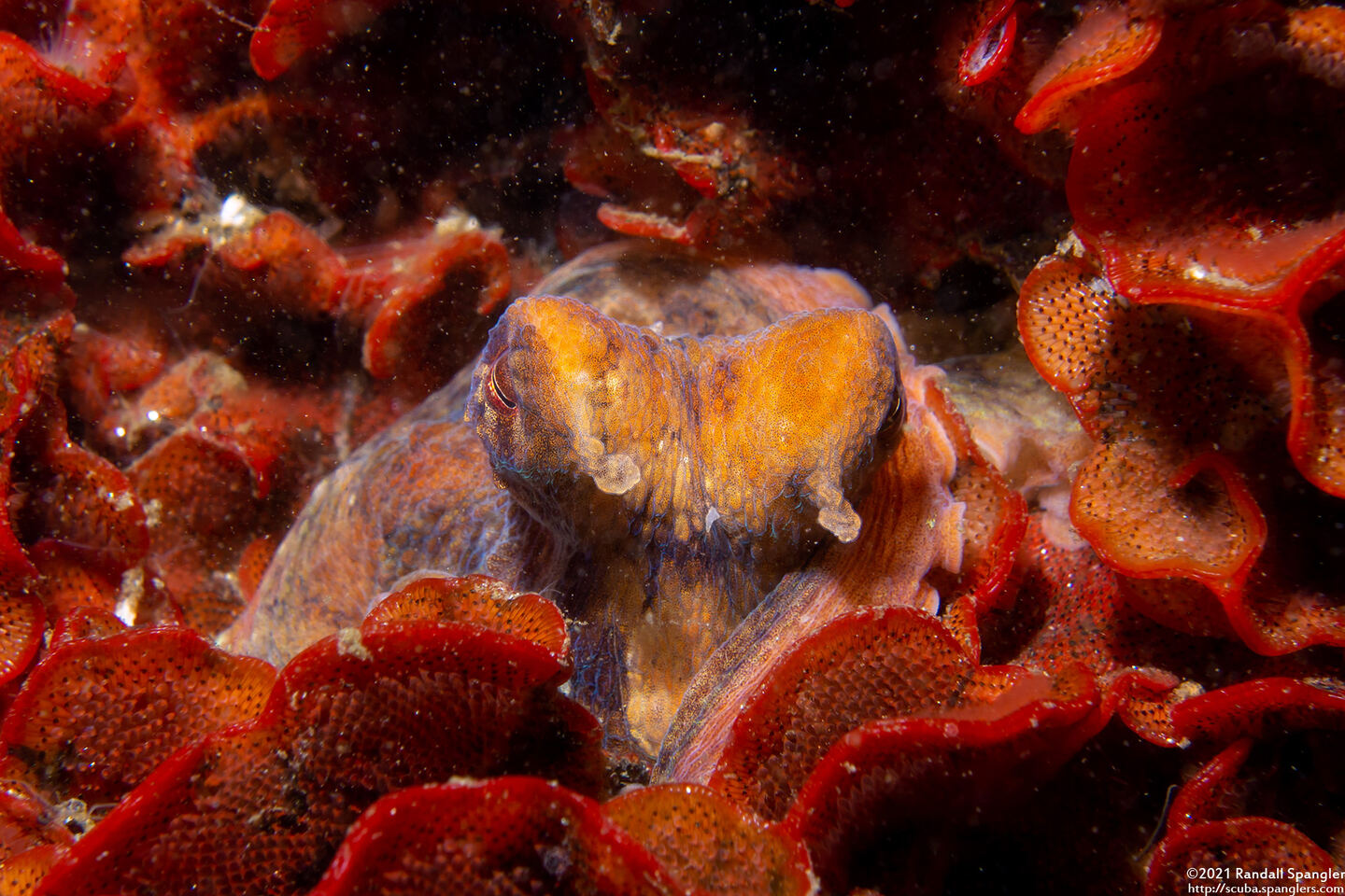 Octopus rubescens (Red Octopus)