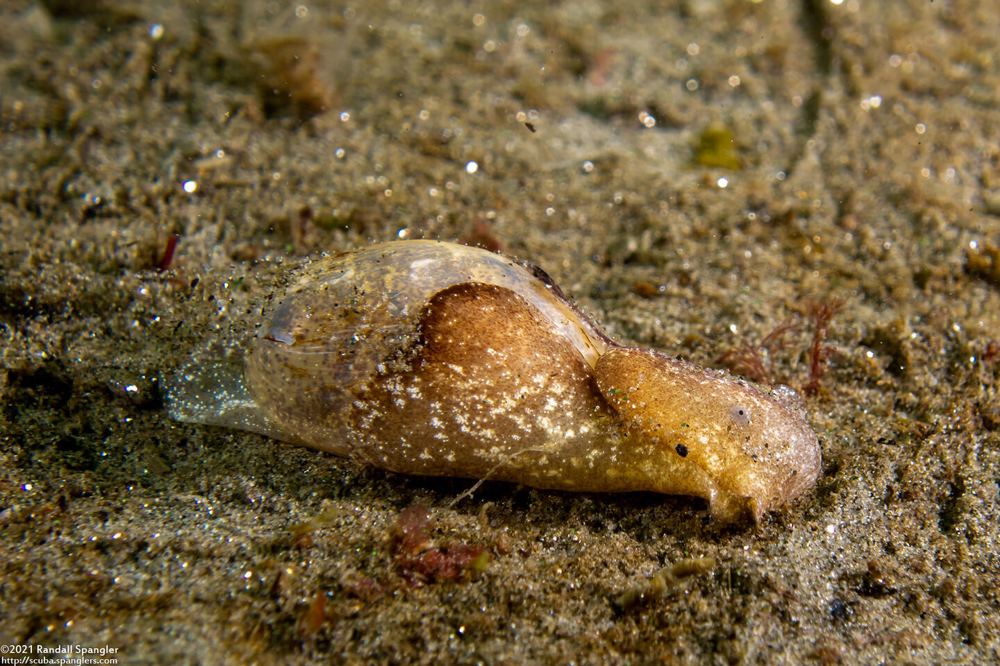 Haminoea vesicula (White Bubble Snail)