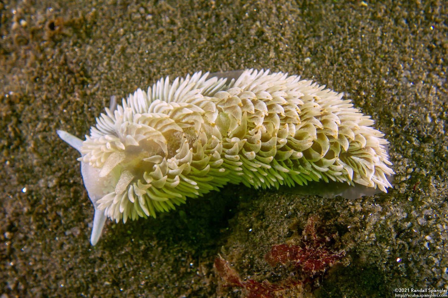 Aeolidia loui (Shag-Rug Aeolid)