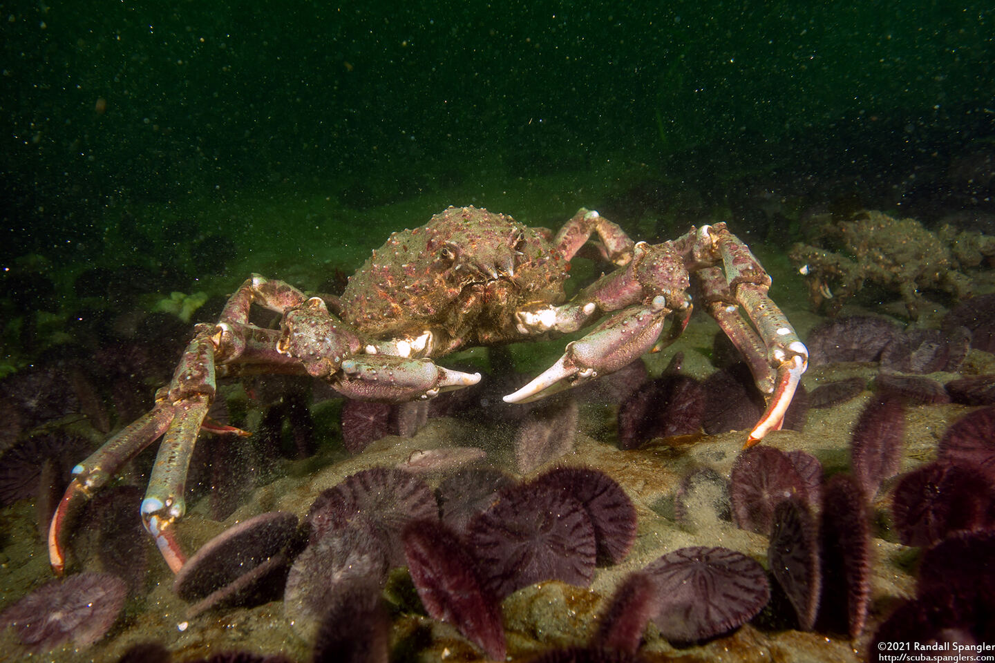 Loxorhynchus grandis (Sheep Crab)