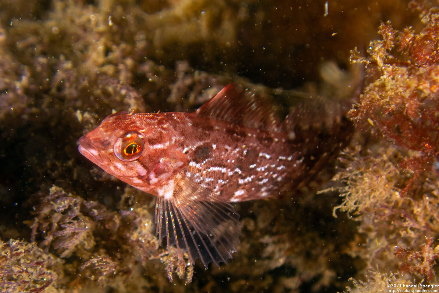 Hexagrammos decagrammus (Kelp Greenling)