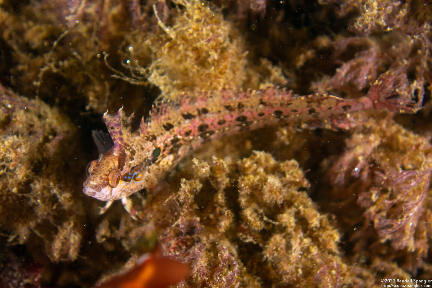 Gibbonsia montereyensis (Crevice Kelpfish)
