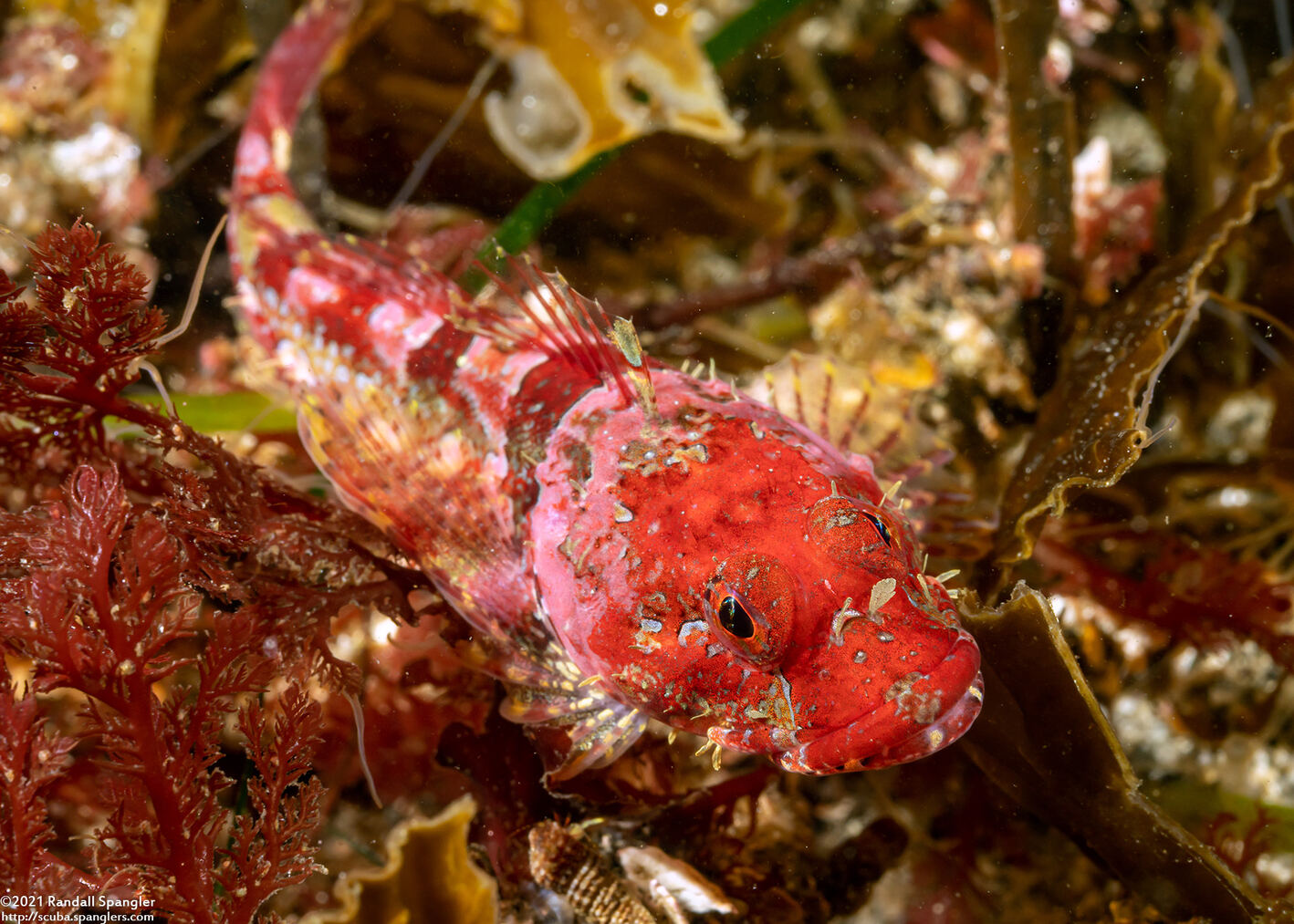 Artedius corallinus (Coralline Sculpin)