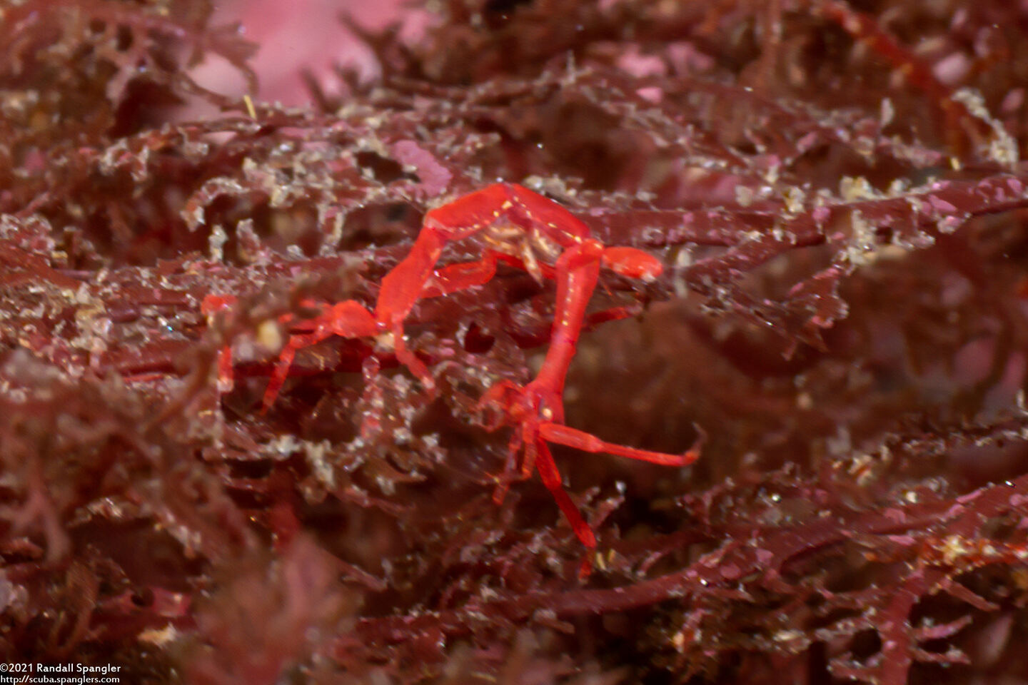 Caprella sp.1 (Skeleton Shrimp)
