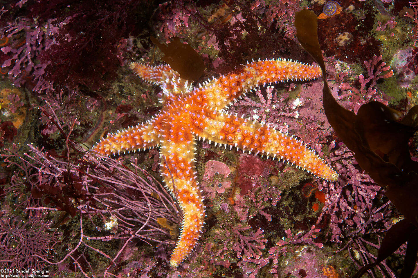Orthasterias koehleri (Rainbow Star)