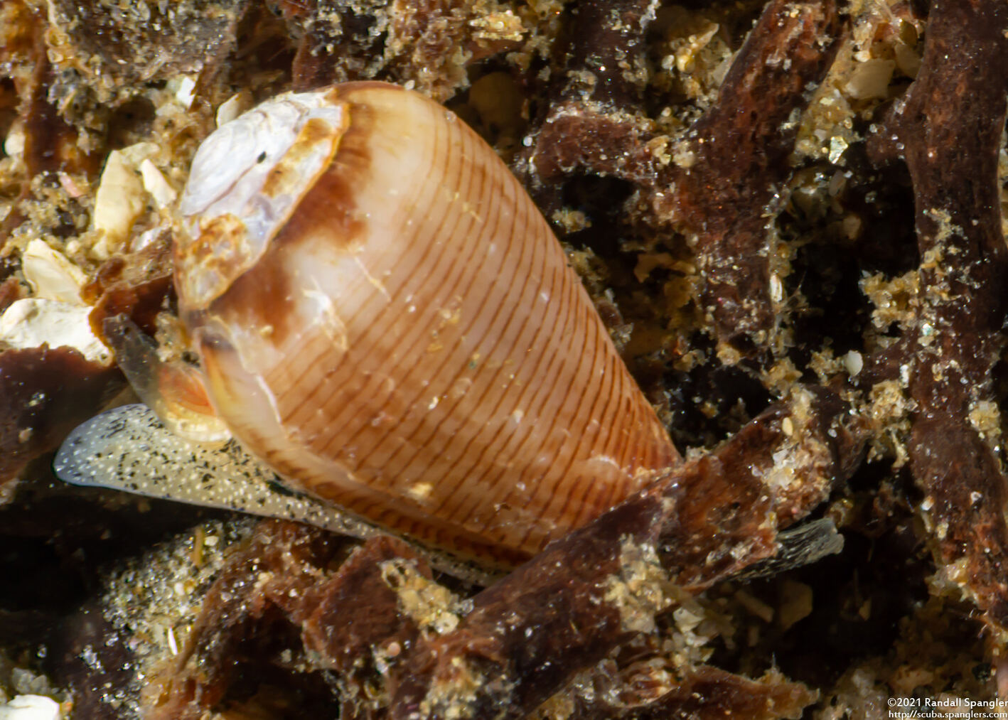 Californiconus californicus (California Cone Snail)