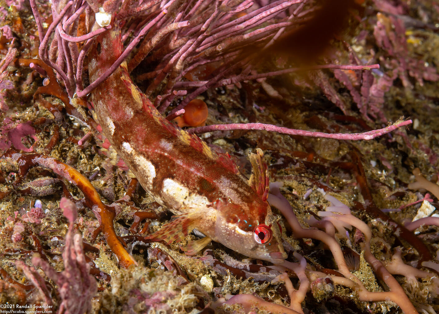 Gibbonsia metzi (Striped Kelpfish)
