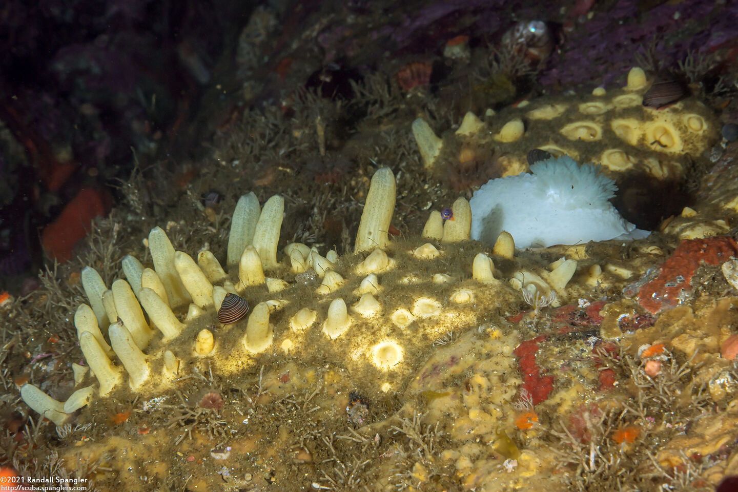 Polymastia pachymastia (Aggregated Nipple Sponge)