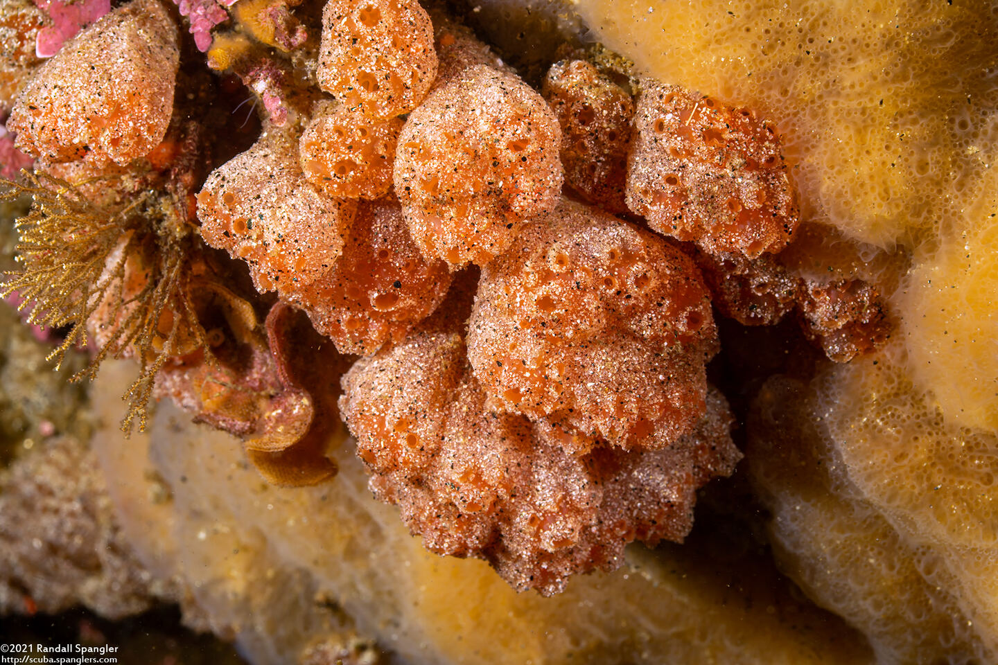 Synoicum parfustis (Synoicum Parfustis)