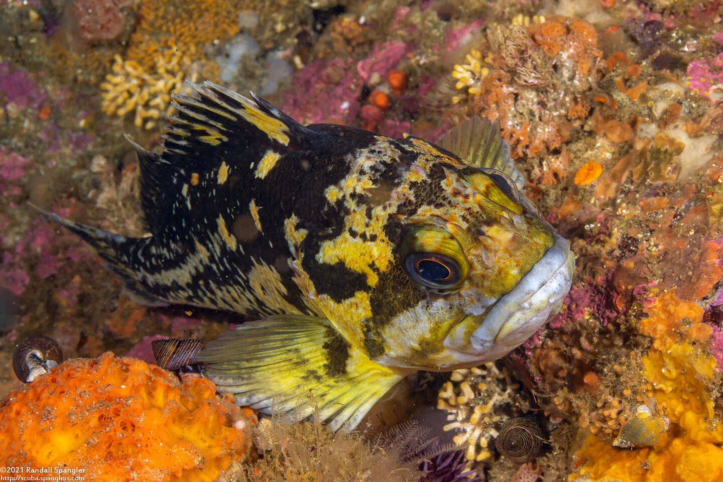 Sebastes chrysomelas (Black-and-Yellow Rockfish)