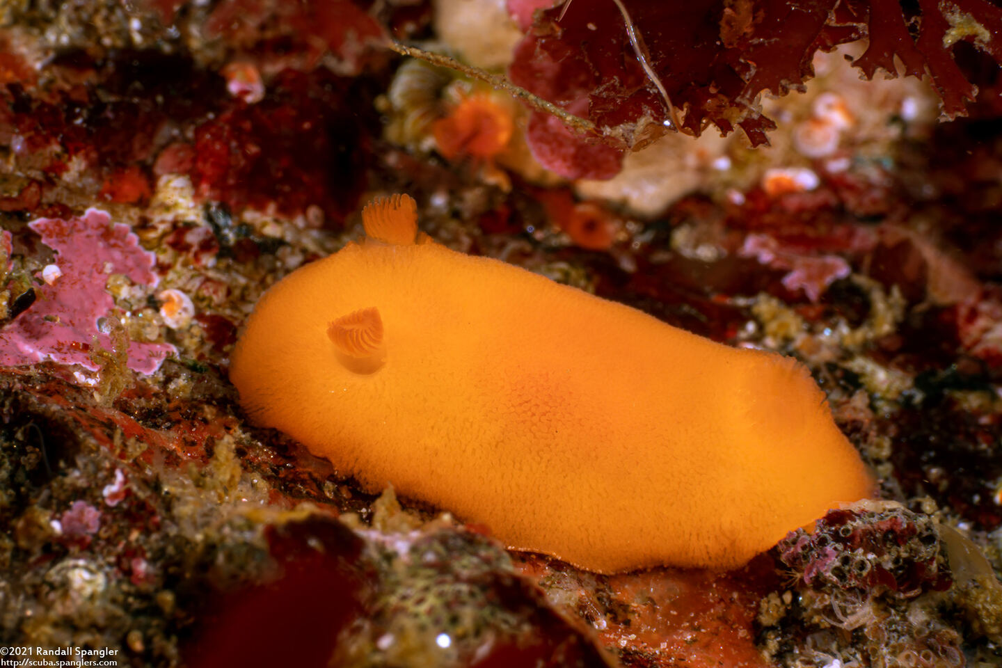 Rostanga pulchra (Red Sponge Dorid)