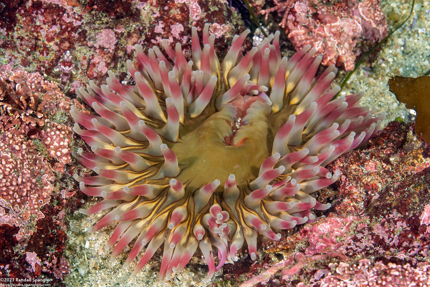 Urticina coriacea (Stubby Rose Anemone)