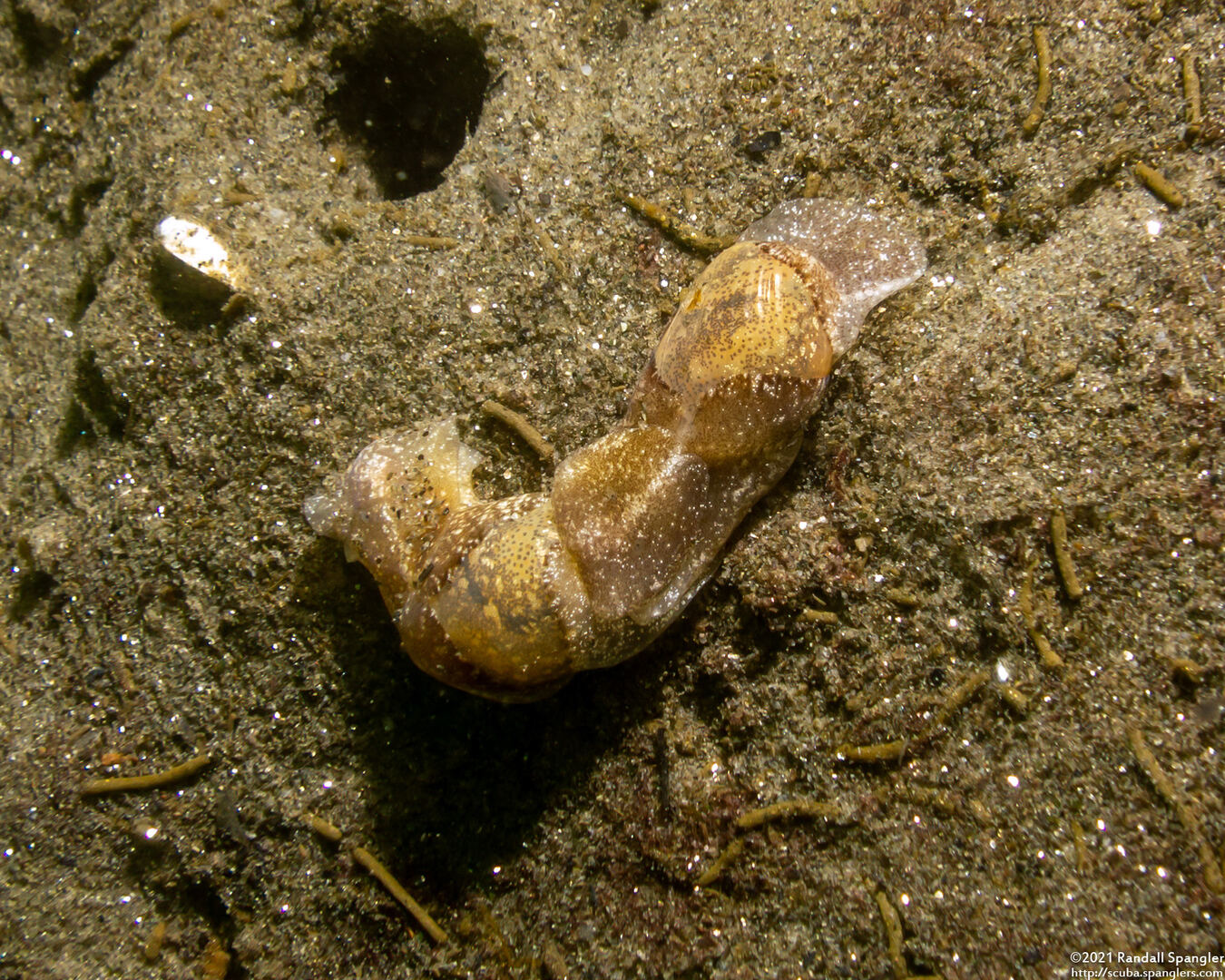 Haminoea vesicula (White Bubble Snail)