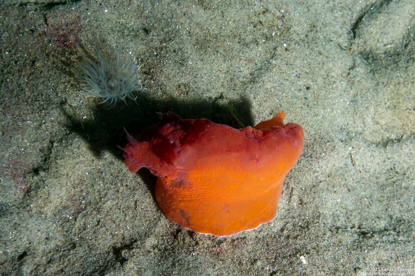 Dendronotus iris (Rainbow Dendronotus); Munched nudibranch