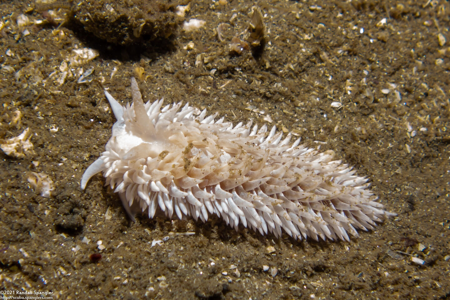 Aeolidia loui (Shag-Rug Aeolid)